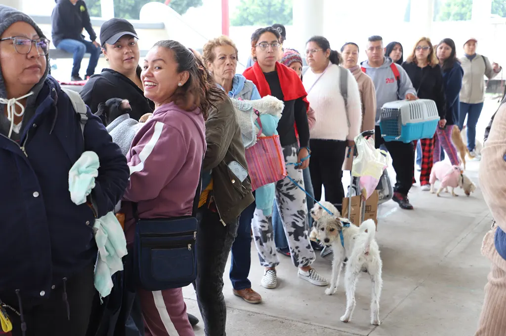 Prevención de proliferación de perros y gatos callejeros