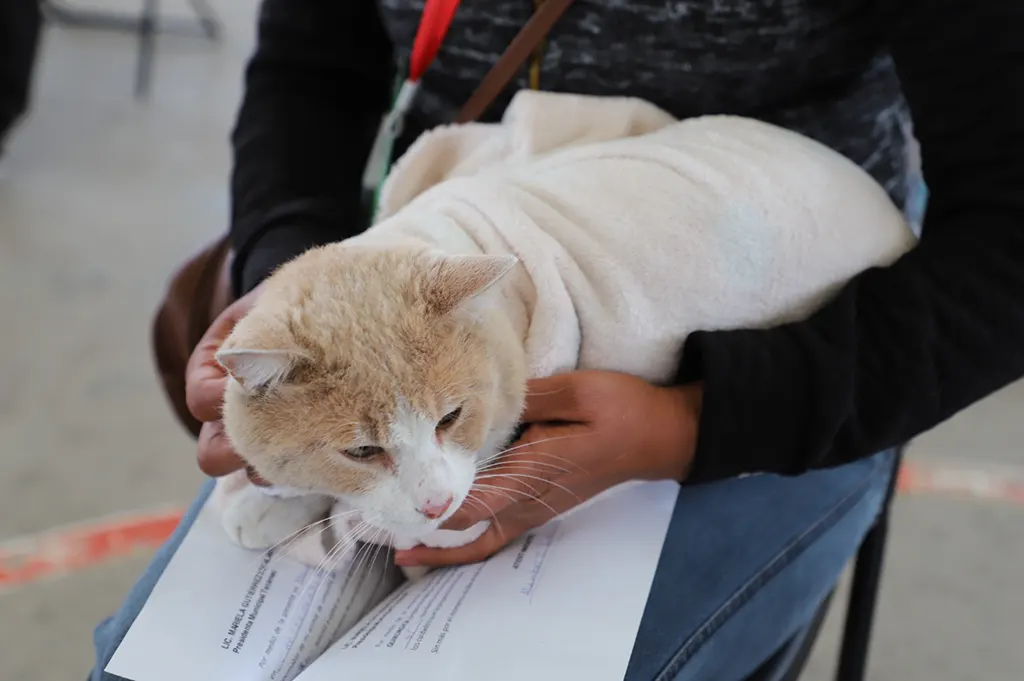 Programa de Esterilización de Mascotas