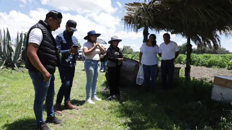 En Tecámac se Implementa Programa de Protección de las Abejas, Especie en Peligro de Extinción