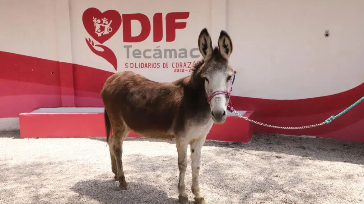 El Santuario Animal de Tecámac da la bienvenida a la burrita "Rutilia"