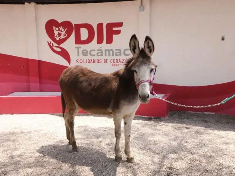 El Santuario Animal de Tecámac da la bienvenida a la burrita "Rutilia"