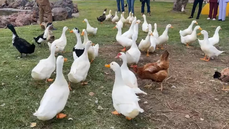 Inauguran en Tecámac “Patolandia” y Santuario de Animal