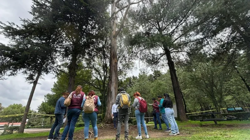 Obtiene Gobierno de Tecámac Certificación sobre Arbolado y Manejo de Áreas Verdes