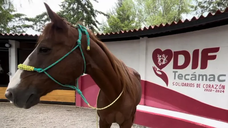 Donan Yegua Exjugadora de Polo al Santuario Animal de Sierra Hermosa