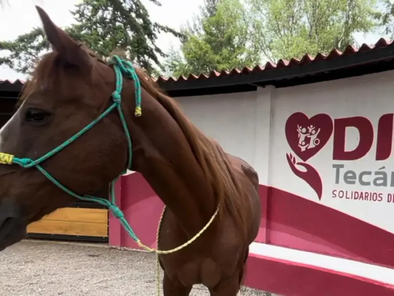 Donan Yegua Exjugadora de Polo al Santuario Animal de Sierra Hermosa