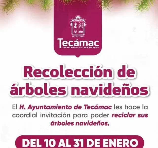 Recoleccion de arboles de navidad