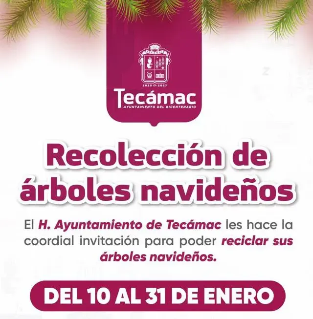 Recoleccion de arboles de navidad